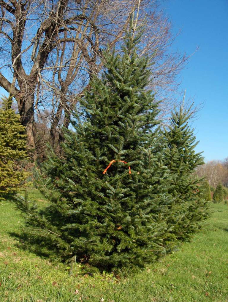 Tree selection / Canaan.JPG